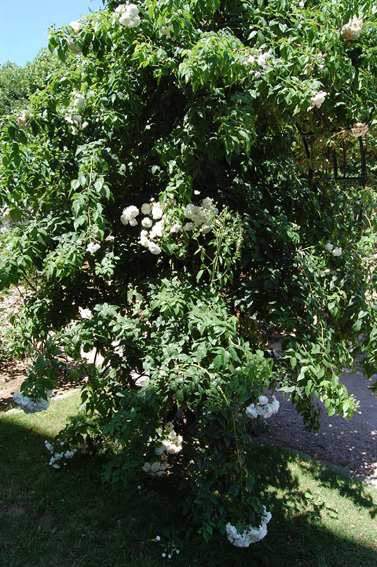 Rosier liane 'Aimée Vibert'