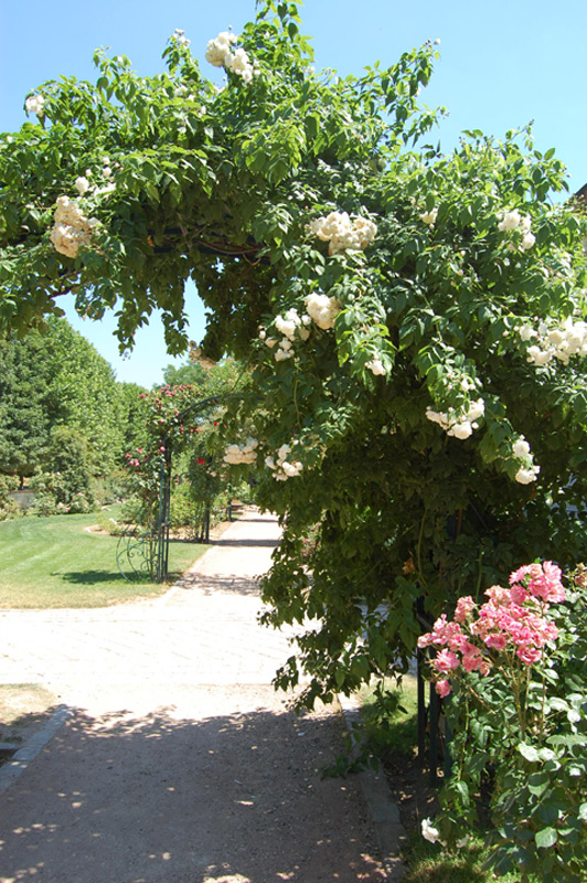 Rosier liane 'Aimée Vibert'