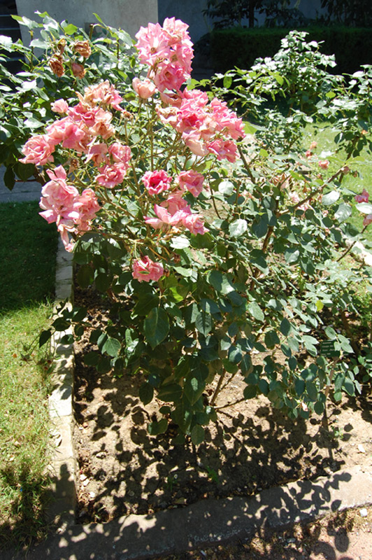 Rosier 'Baronne Surcouf'