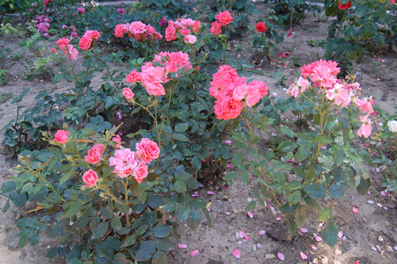 Rosier 'Blanche Comète'