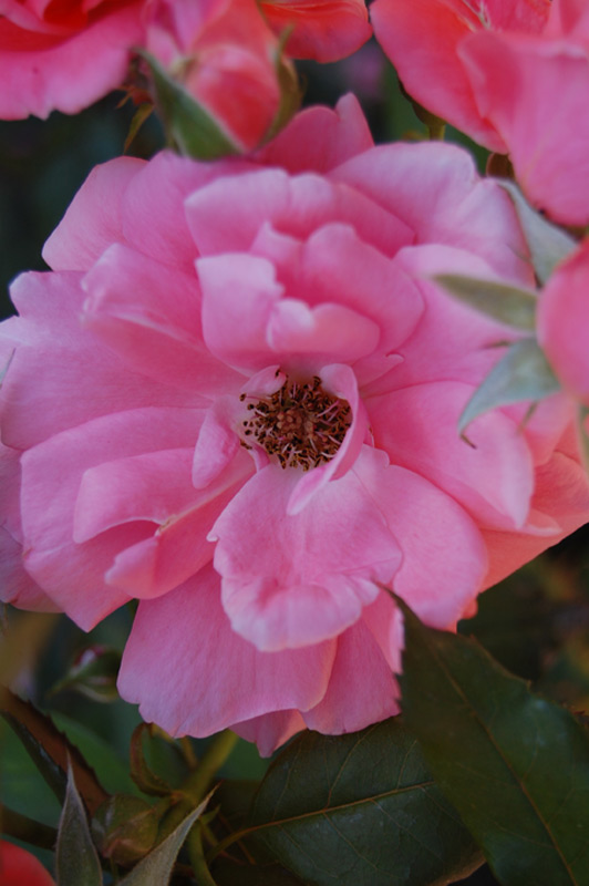 Rosier 'Blanche Comète'