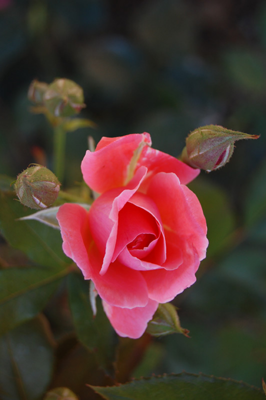 Rosier 'Blanche Comète'