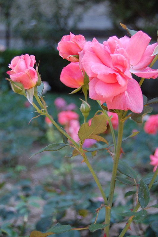 Rosier 'Blanche Comète'