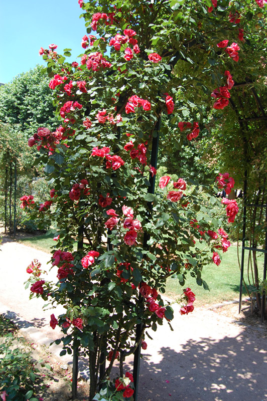 Rosier grimpant 'Cookies' Meikousie