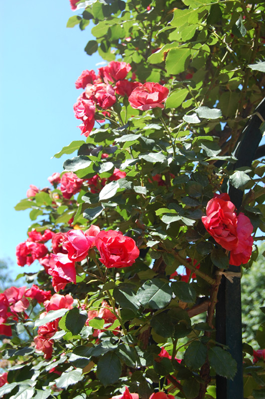 Rosier grimpant 'Cookies' Meikousie