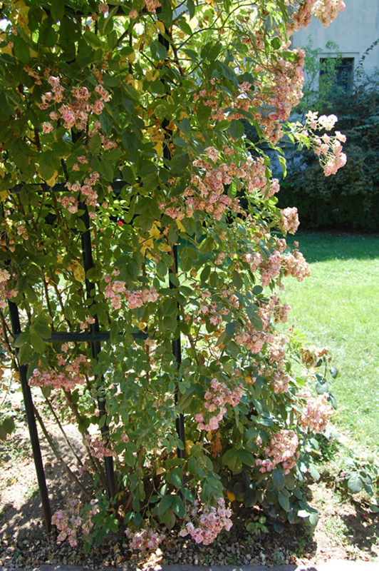 Rosier liane 'Mrs F.W. Flight'