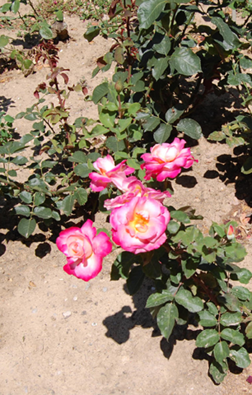 Rosier 'Starion' Dordeli