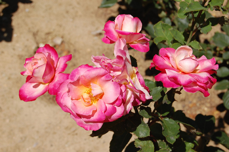 Rosier 'Starion' Dordeli