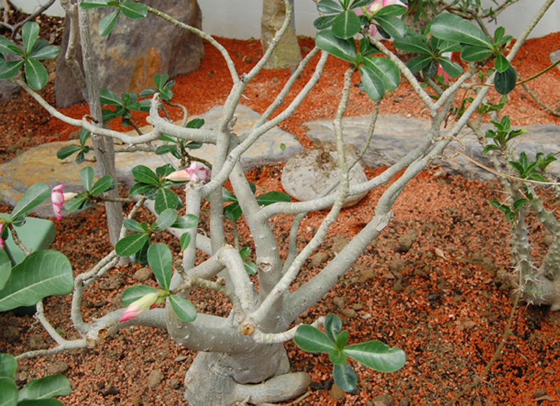 Rose du désert, Lis impala, Faux baobab