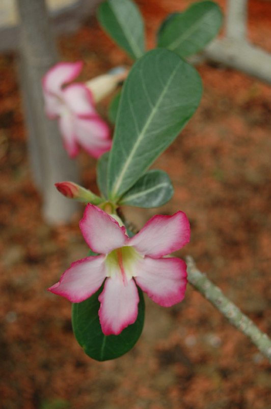 Rose du désert, Lis impala, Faux baobab