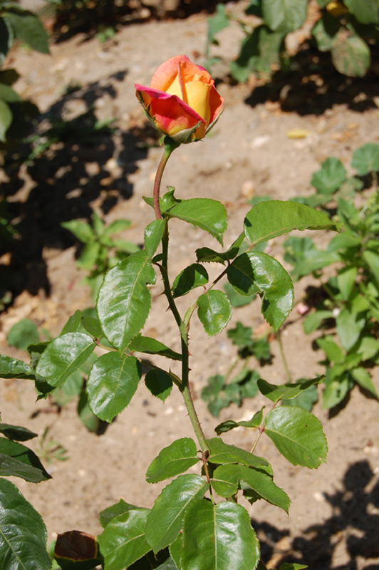 Rosier tige 'Paris d'Yves Saint Laurent' Meivamo