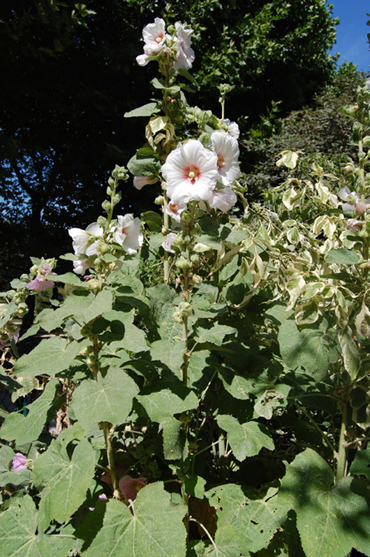 Rose trémière, Primerose, Passerose