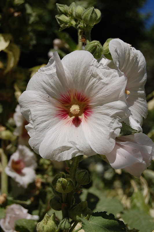 Rose trémière, Primerose, Passerose