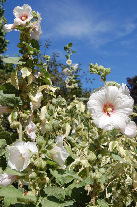 Rose trémière, Primerose, Passerose