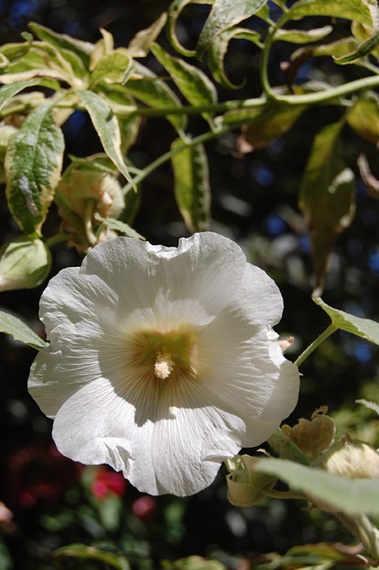 Rose trémière, Primerose, Passerose