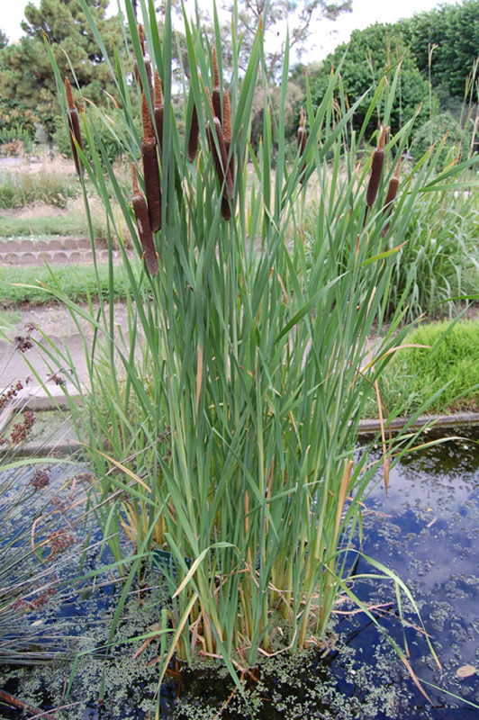 Roseau à massettes, Rauche