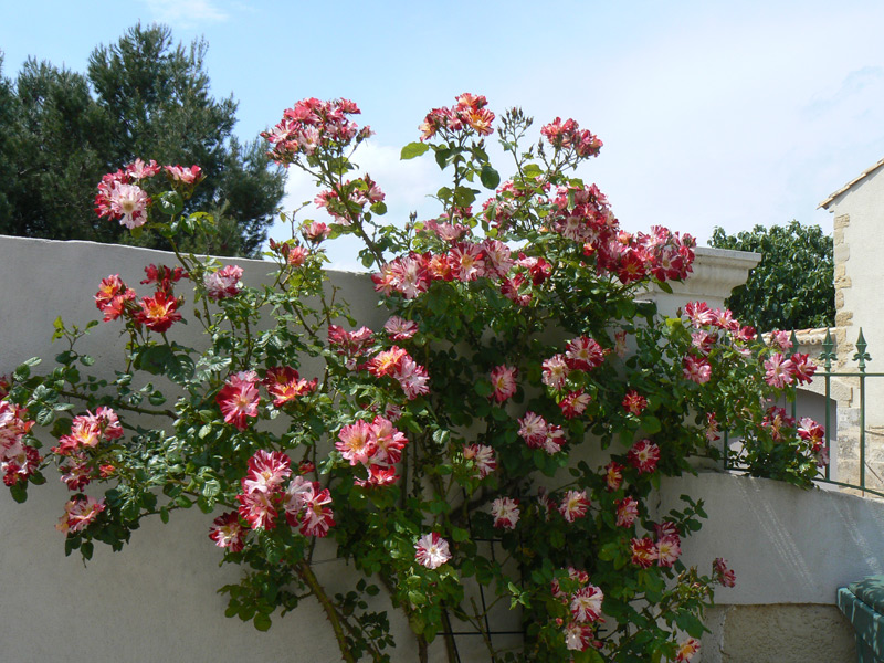 Rosier grimpant 'Hanabi'