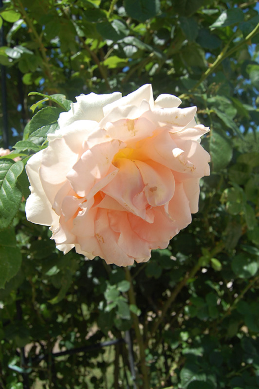 Rosier grimpant 'Polka'