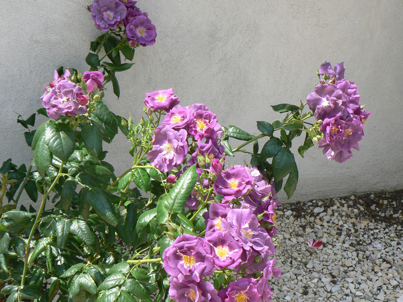 Rosier 'Rhapsody in Blue'