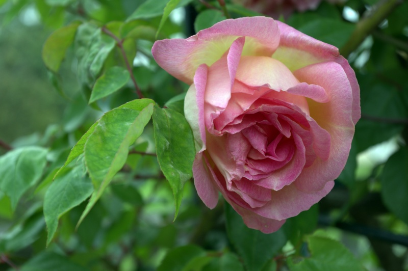 Rosier 'Souvenir de Madame Léonie Viennot'