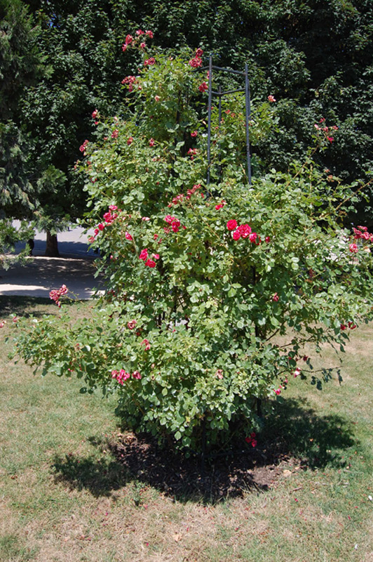 Rosier grimpant 'Intervilles'