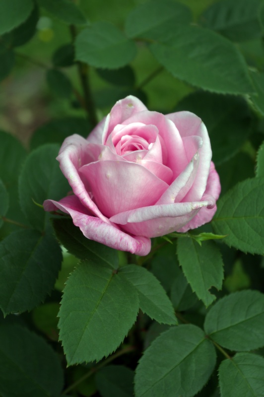 Rosier 'Baronne Edmond de Rotschild'