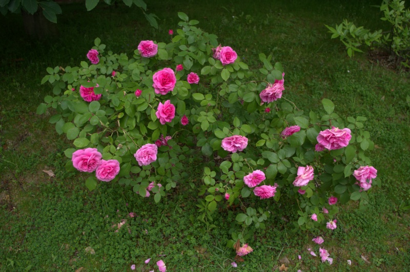 Rosier 'Gertrude Jekyll'