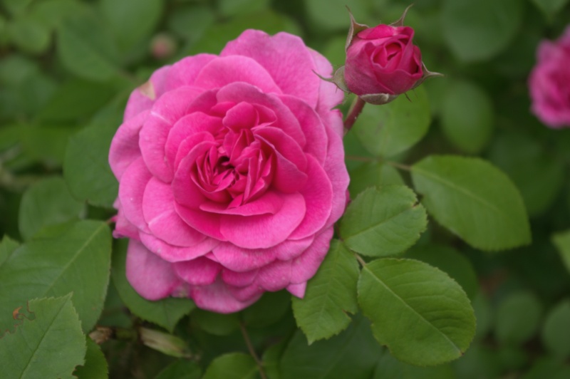 Rosier 'Gertrude Jekyll'