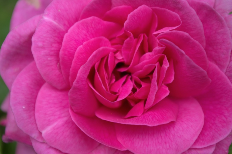 Rosier 'Gertrude Jekyll'