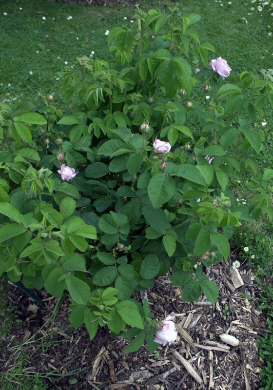 Rosier 'Gloire de France'