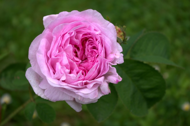 Rosier 'Gloire de France'