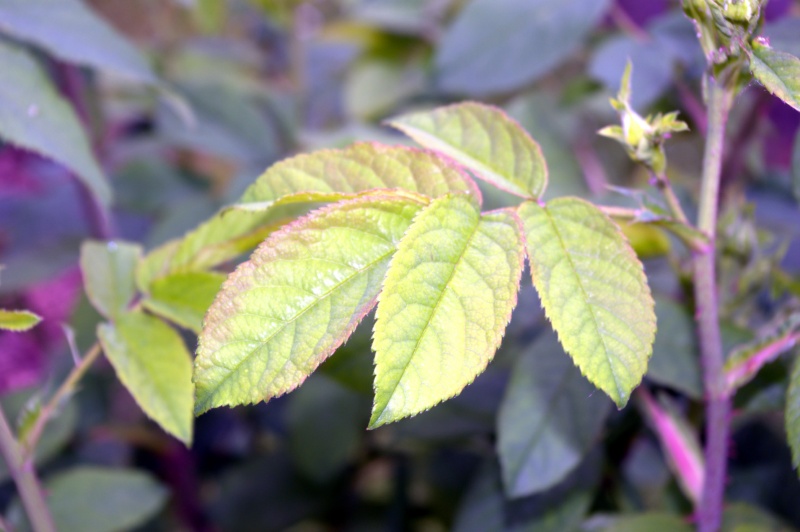 Rosier 'Pompon des princes'