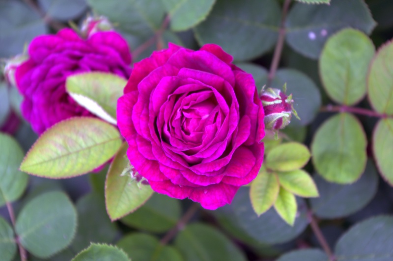 Rosier 'Zigeunerknabe'