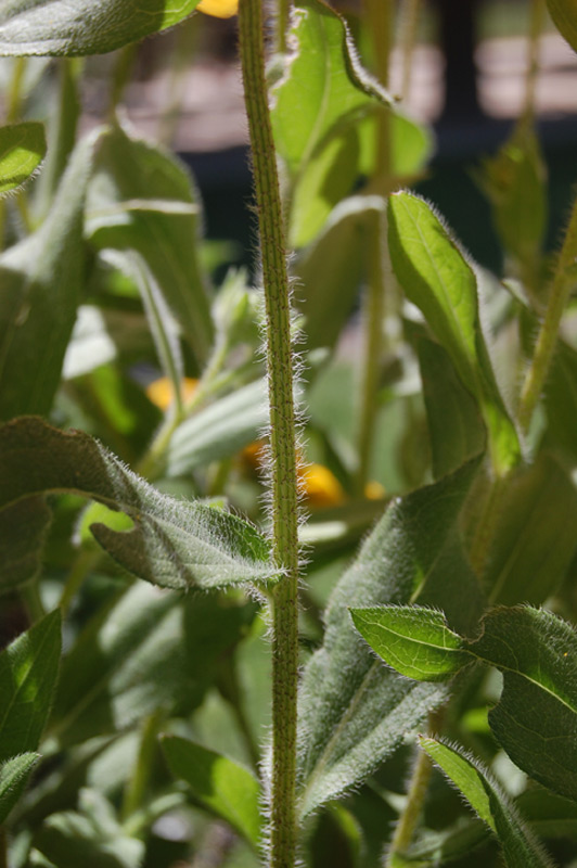 Rudbeckia 'Toto Lemon'