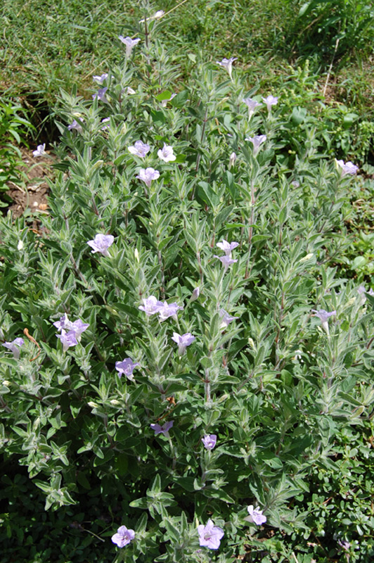 Ruellia ciliosa