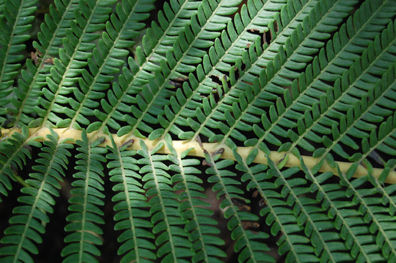 Sadleria souleytiana