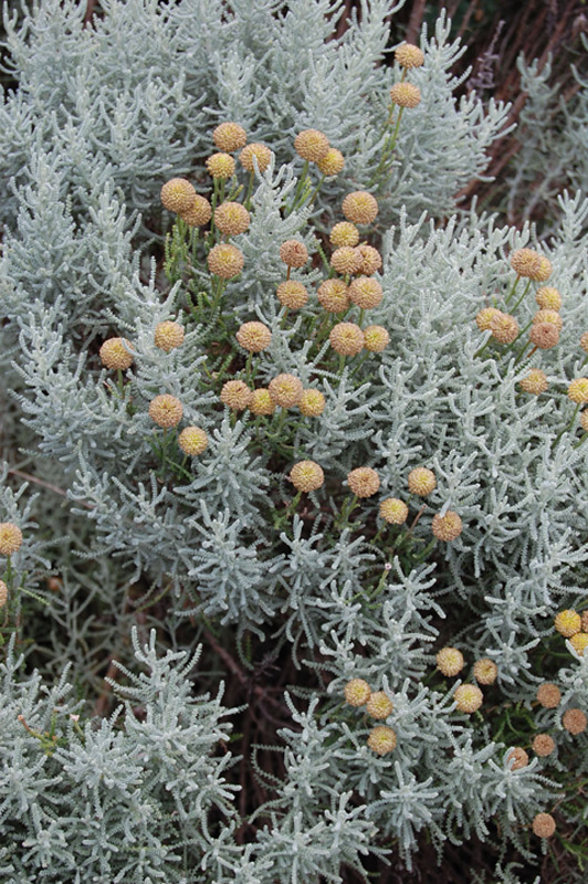 Santoline petit-cyprès