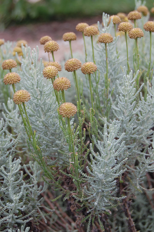 Santoline petit-cyprès