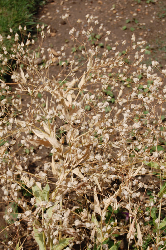 Saponaire des vaches