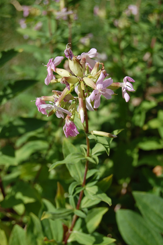 Saponaire officinale