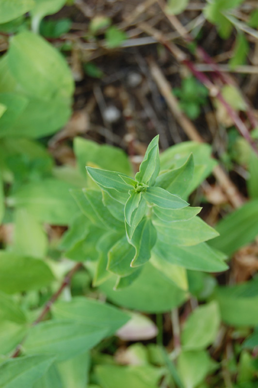 Saponaire officinale