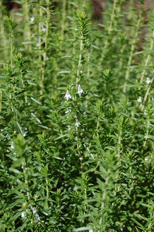 Sariette des montagnes