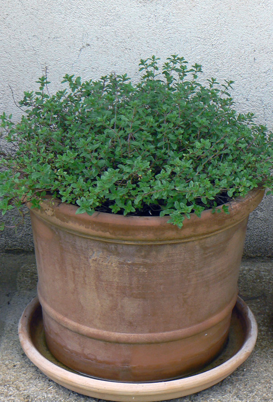 Sariette des montagnes