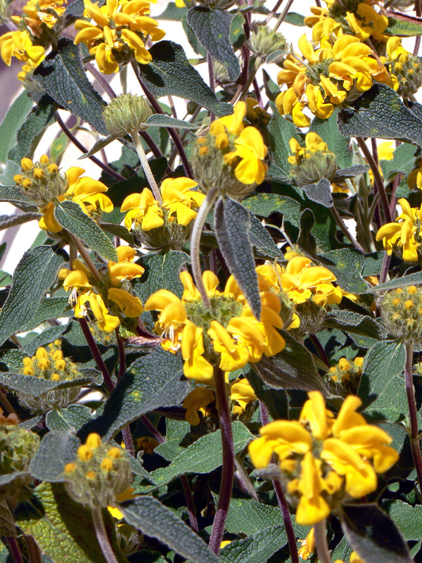 Sauge de Jérusalem à grandes fleurs