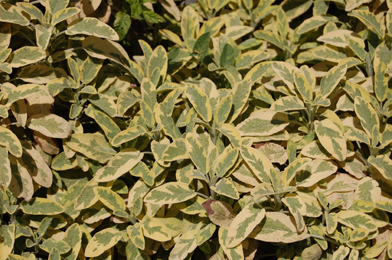 Sauge officinale 'Icterina'