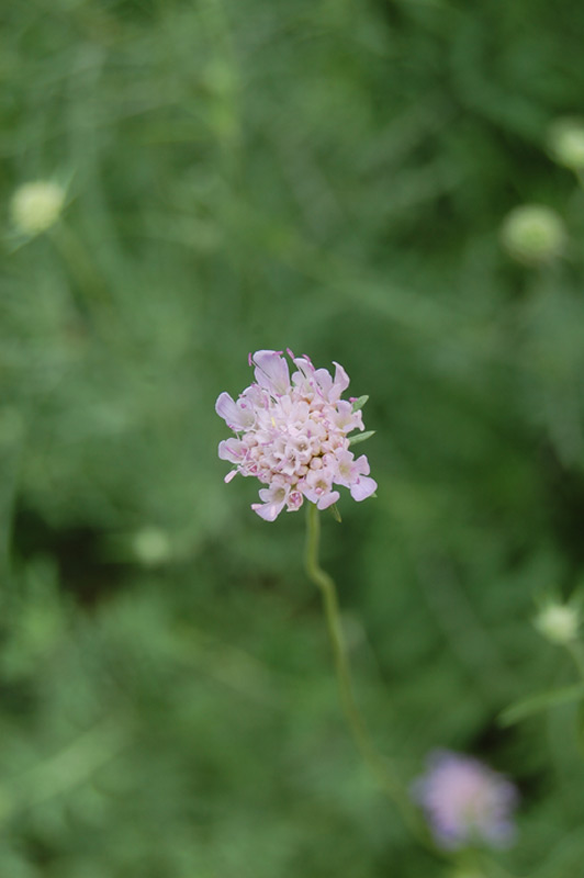 Scabieuse colombaire