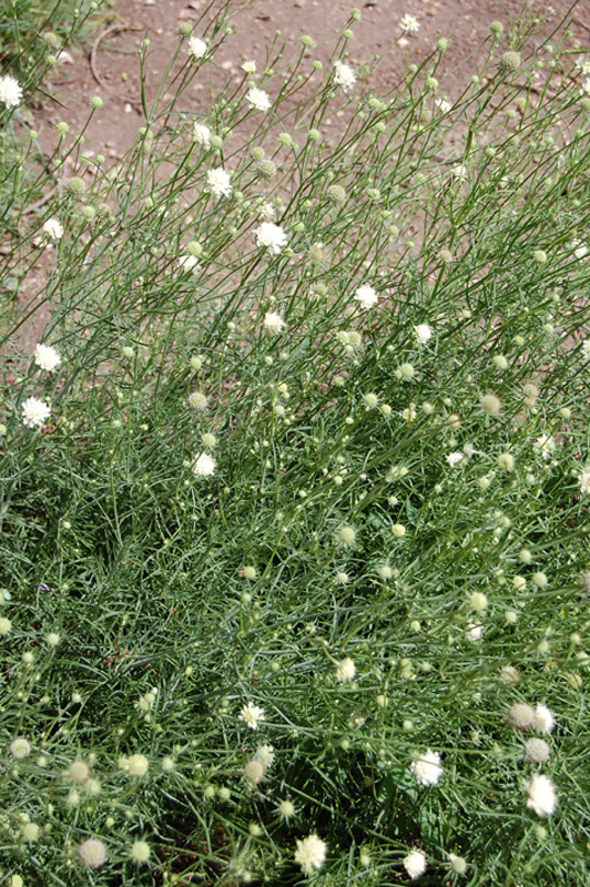 Scabieuse jaune pâle