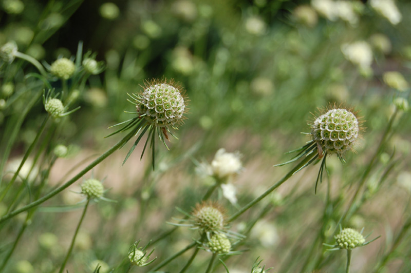 Scabieuse jaune pâle