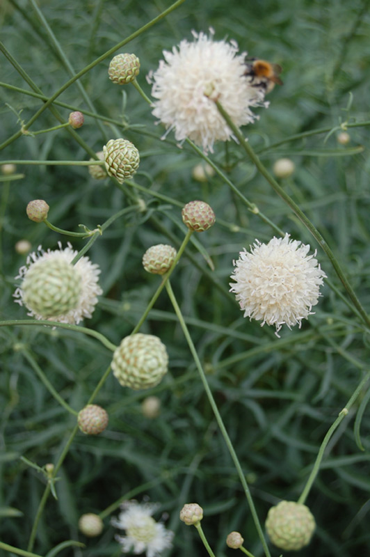Scabieuse à fleurs blanches, Céphalaire blanche
