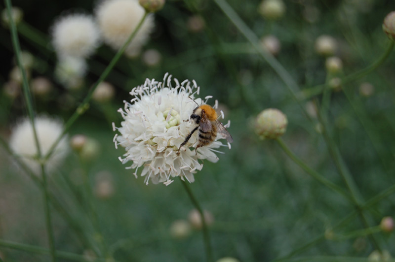 Scabieuse à fleurs blanches, Céphalaire blanche